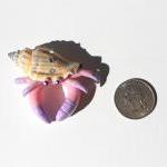 FantasyCrabs- PinkCottonCan..